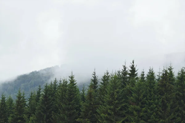 Veduta Aerea Delle Verdi Montagne Nebbiose Del Parco — Foto Stock