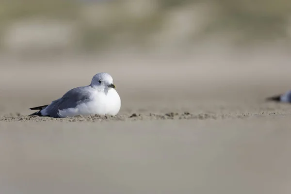 Gros Plan Une Mouette Mignonne Couchée Sur Sable Plage — Photo