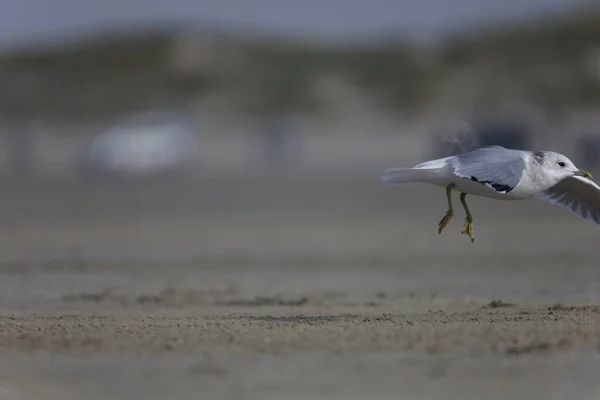 Primo Piano Gabbiano Carino Atterraggio Sulla Sabbia Spiaggia — Foto Stock