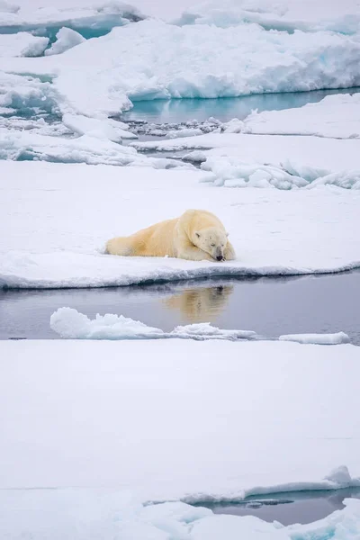Вертикальний Знімок Білого Ведмедя Лежить Полярній Льодовій Шапці Денне Світло — стокове фото
