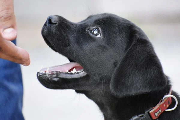 Ein Niedlicher Flat Coated Retriever Welpe Blickt Seiner Besitzerin Auf — Stockfoto