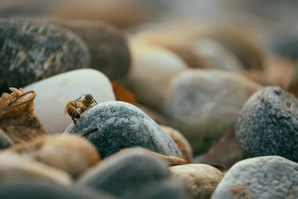 在鹅卵石上选择性地拍摄蜜蜂 — 图库照片