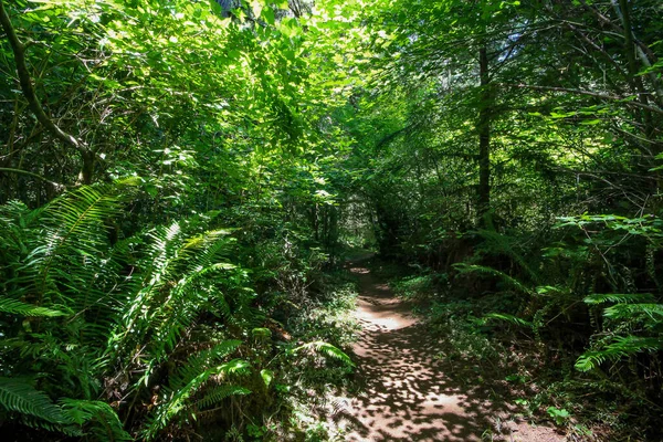 Una Bella Vista Sentiero Attraverso Una Foresta Lussureggiante Con Luce — Foto Stock