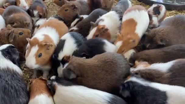 几内亚猪在鸟笼里的镜头 — 图库视频影像