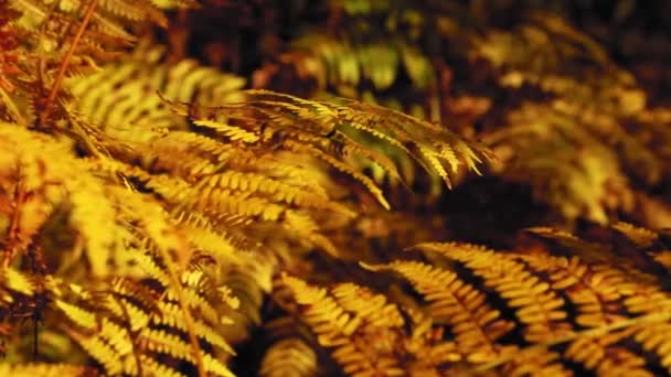 Ett Landskap Höstskog Med Gula Blad — Stockvideo