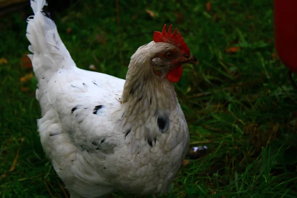 Egy Közeli Kép Egy Fehér Csirkéről Ami Szabadban Legel — Stock Fotó