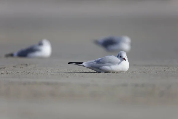 Closeup Shot Cute Gull Lying Sand Beach — Stock Photo, Image