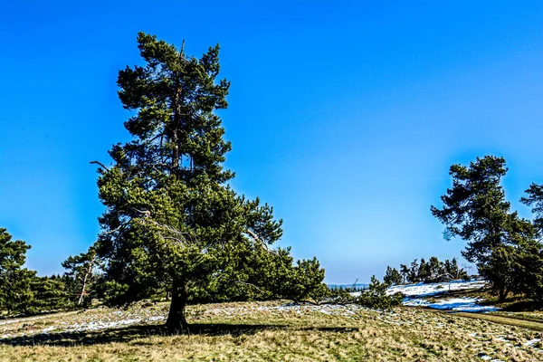 Cielo Azul Sobre Campo Con Nieve Derritiéndose Día Soleado — Foto de Stock