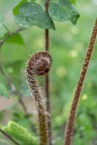 Ένα Κάθετο Κλείσιμο Του Φρέσκου Βλαστού Του Φυτού Επιλεγμένη Εστίαση — Φωτογραφία Αρχείου