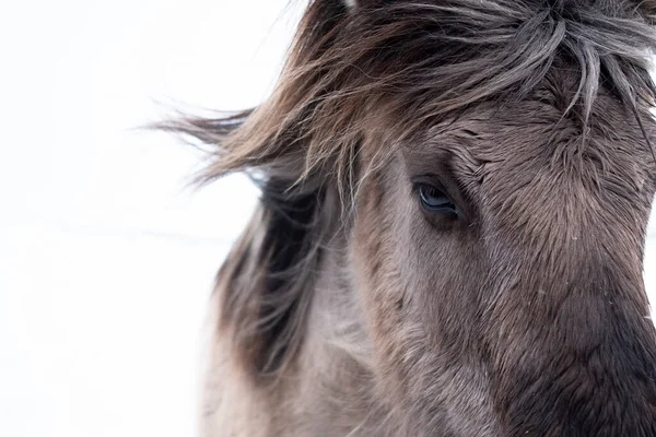 背景がぼやけているアイスランドの冬の屋外の馬の肖像画 — ストック写真
