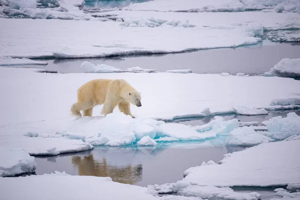 Ein Eisbär Auf Der Polkappe Tageslicht — Stockfoto