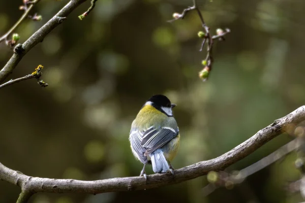 Closeup Great Tit Bird Perched Tree Branch Forest Sunlight — 스톡 사진