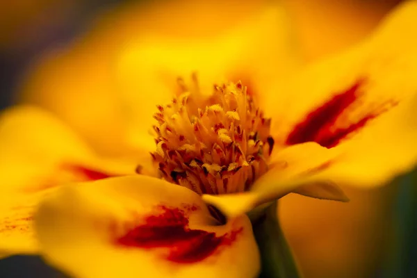 Bulanık Bir Arkaplanda Sarı Bir Çiçeğin Yakın Plan Çekimi — Stok fotoğraf