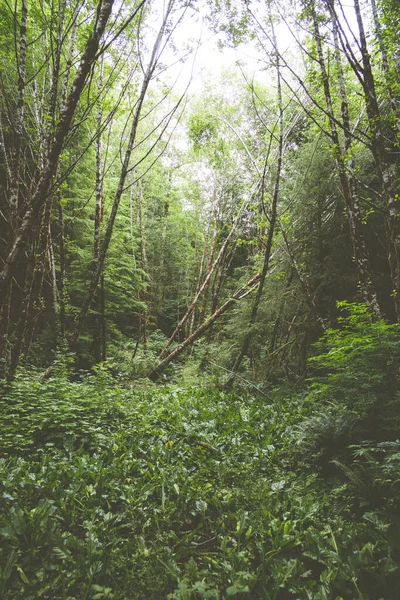 Tiro Vertical Uma Floresta Verde Coberta Árvores Altas Plantas — Fotografia de Stock