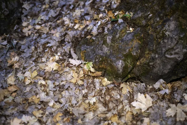 Een Close Shot Van Droge Herfstbladeren Een Bosbodem — Stockfoto