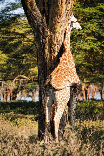 Een Verticaal Schot Van Een Giraffe Staand Bij Een Boom — Stockfoto