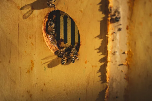 Ένα Σμήνος Μελισσών Στην Είσοδο Μιας Κυψέλης — Φωτογραφία Αρχείου