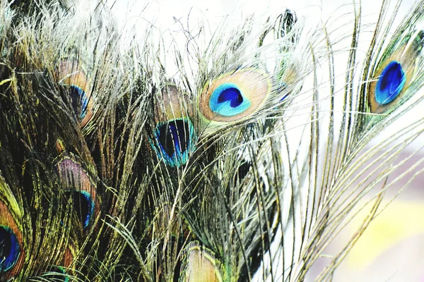 Piękne Kolorowe Pióra Pawia — Zdjęcie stockowe