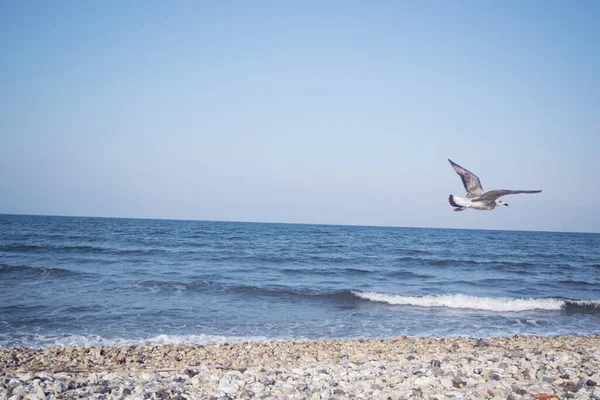 Gabbiano Che Vola Sulla Spiaggia Rocciosa Sabbiosa Della Costa — Foto Stock
