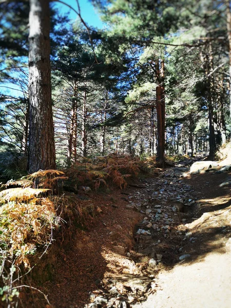 Vertikální Záběr Skalnaté Stezky Podél Borovic Cercedille Sierra Guadarrama Španělsko — Stock fotografie