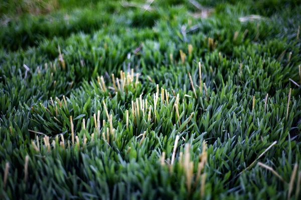 Детали Крупным Планом Луговой Траве — стоковое фото