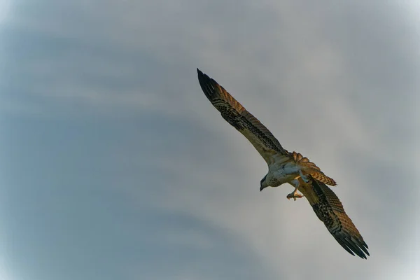 구름낀 하늘에서 독수리의 아름다운 — 스톡 사진