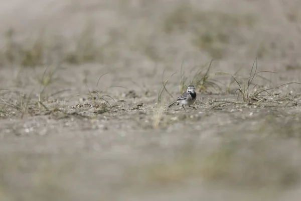 Een Close Shot Van Een Schattige Meeuw Neergestreken Het Zand — Stockfoto