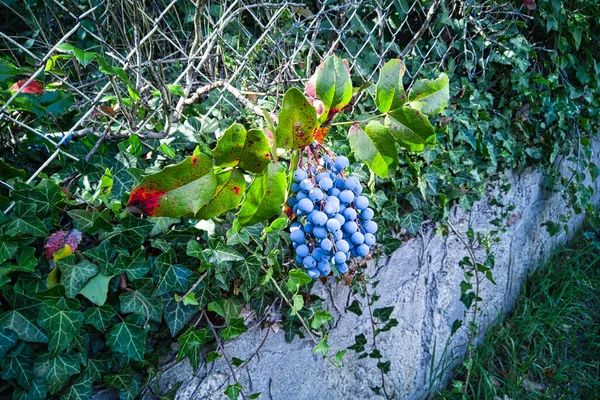 Avusturya Steinabrueckl Bir Bahçe Çitinde Mahony Bitkisi — Stok fotoğraf