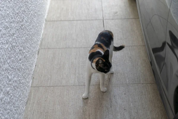 Closeup Shot Domestic Cat Standing Garage — Stock Photo, Image