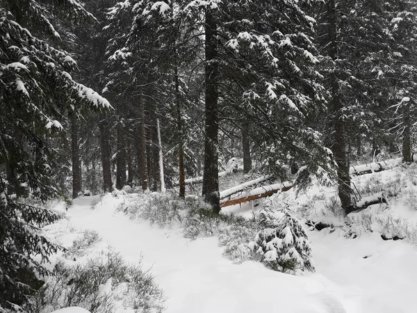 Plan Niveaux Gris Des Branches Épinettes Couvertes Neige Fraîche Tatra — Photo