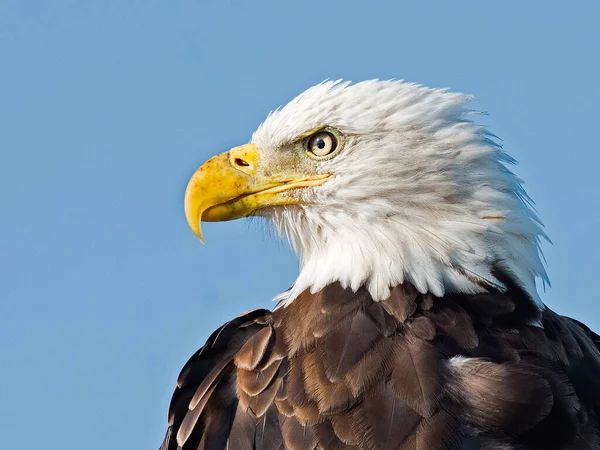 Makroaufnahme Des Adlers Isoliert Auf Blauem Himmel — Stockfoto
