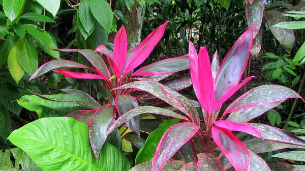 Beautiful Pink Leaves Cordyline Plant Garden — Stock Photo, Image