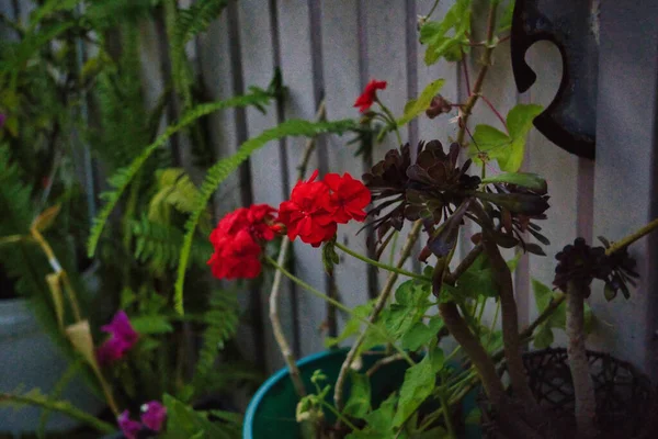 Eine Schöne Aufnahme Von Blumen Einem Garten — Stockfoto