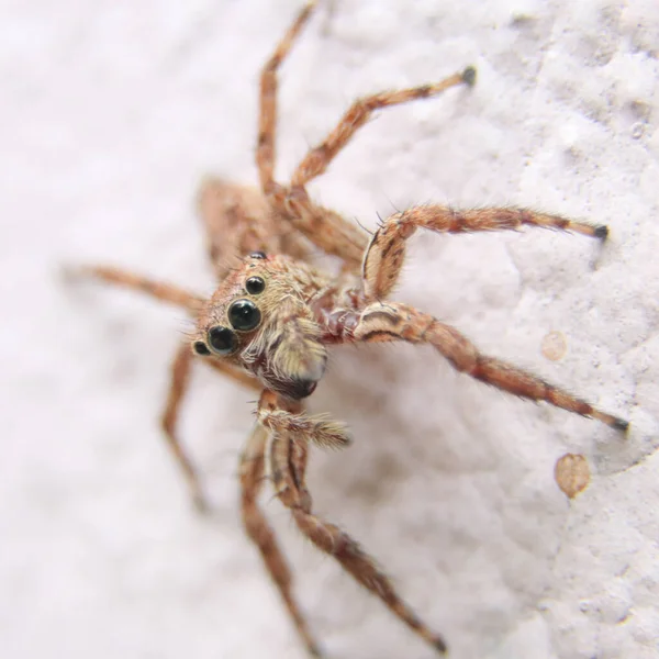 Μια Μακρο Φωτογραφία Μιας Καφέ Αράχνης Που Πηδάει Στον Τοίχο — Φωτογραφία Αρχείου