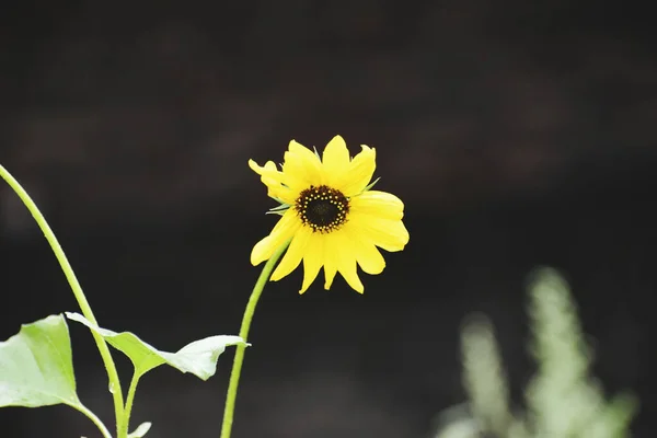 Bahçede Yetişen Güzel Sarı Bir Ayçiçeği — Stok fotoğraf