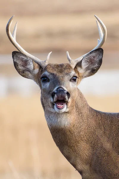 Colorado Hirsch Lächelt Die Kamera — Stockfoto