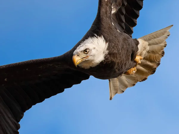 Una Macro Toma Del Águila Negra Aislada Cielo Azul Claro —  Fotos de Stock