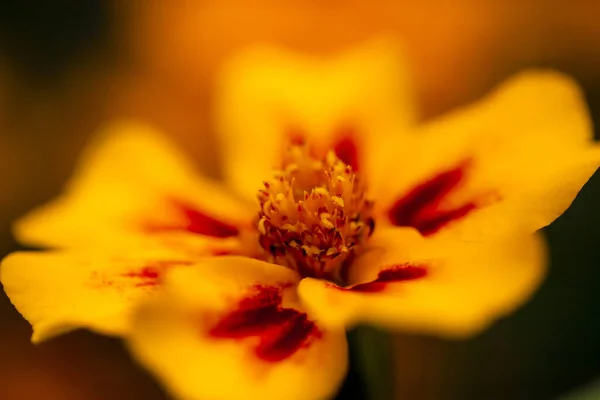 Ένα Κοντινό Πλάνο Ενός Κίτρινου Λουλουδιού Ένα Θολό Φόντο — Φωτογραφία Αρχείου