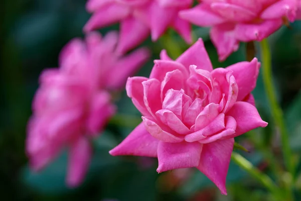 Zbliżenie Strzał Różowych Róż Ogrodzie Ciągu Dnia — Zdjęcie stockowe