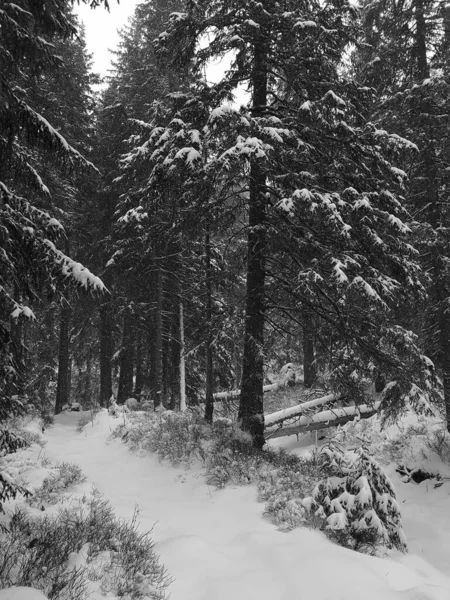 Plan Vertical Des Branches Épinettes Couvertes Neige Fraîche Tatra Pologne — Photo