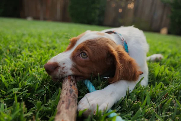 Gros Plan Adorable Chien Espagnol Brun Blanc Assis Sur Herbe — Photo