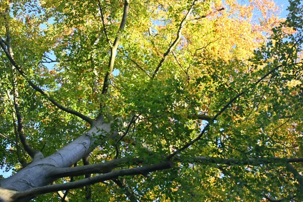 Őszi Lombozat Bükkfa Krone Von Einem Herbstlaub Buchenbaum — Stock Fotó