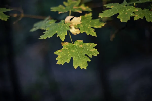 Karanlık Bir Ormanda Yeşil Yaprakların Yakın Çekimi — Stok fotoğraf