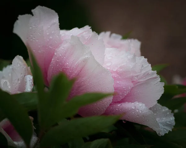 Крупный План Красивого Розового Сада Розы Покрытые Капли Росы — стоковое фото