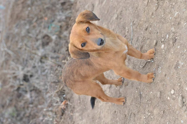Een Close Van Een Schattige Labrador Bruine Hond Staand Een — Stockfoto