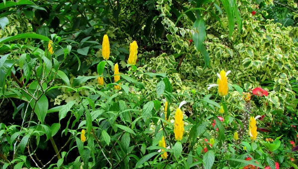 Uma Bela Planta Pirulito Amarelo Jardim — Fotografia de Stock