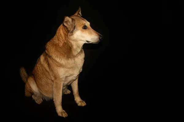 黒を基調にした可愛い生姜犬 — ストック写真