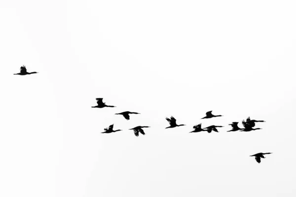 Low Angle Shot Flying Bird Flock — Stock Photo, Image