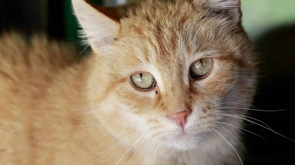 Egy Közeli Kép Egy Cuki Vörös Macskáról — Stock Fotó