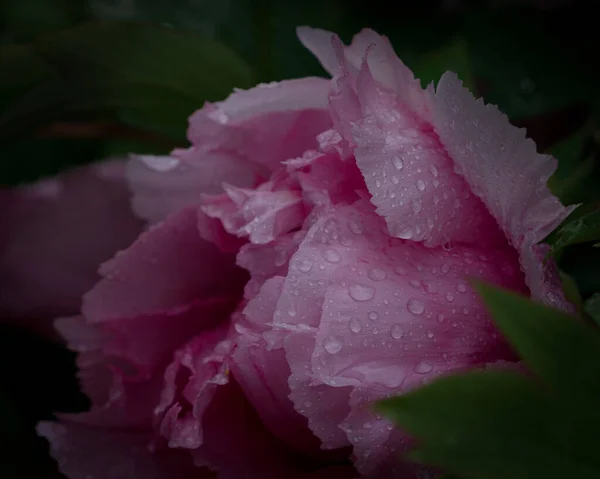 Closeup Shot Beautiful Pink Garden Rose Covered Dewdrops — Stock Photo, Image